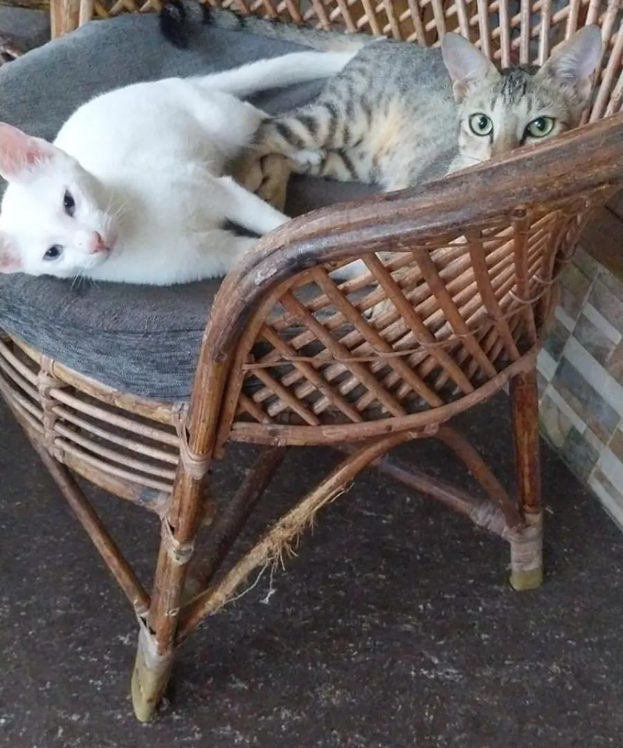 Homestay Swiss House By Keri Apartment Varkala India